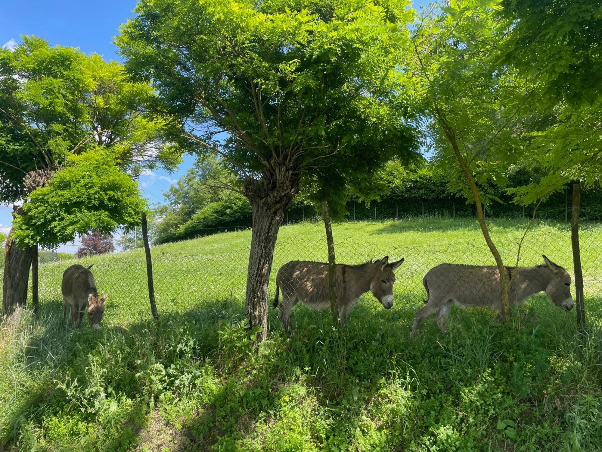 Agriturismo La Mussia Castelnuovo  Екстер'єр фото