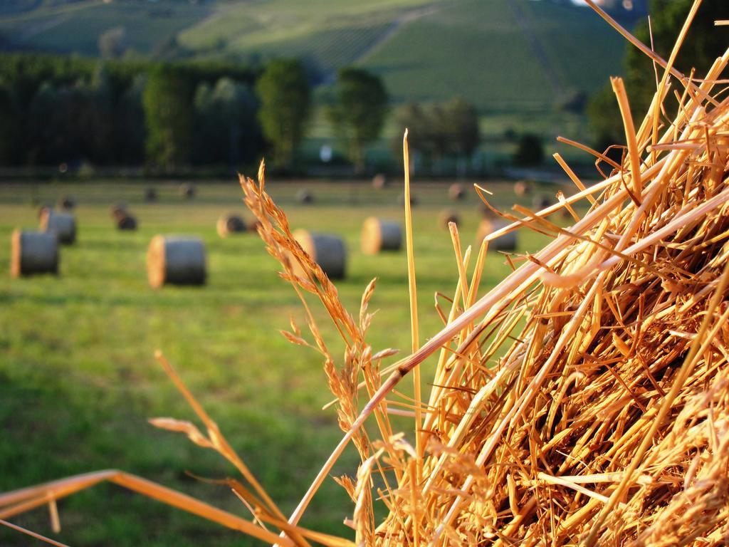 Agriturismo La Mussia Castelnuovo  Екстер'єр фото